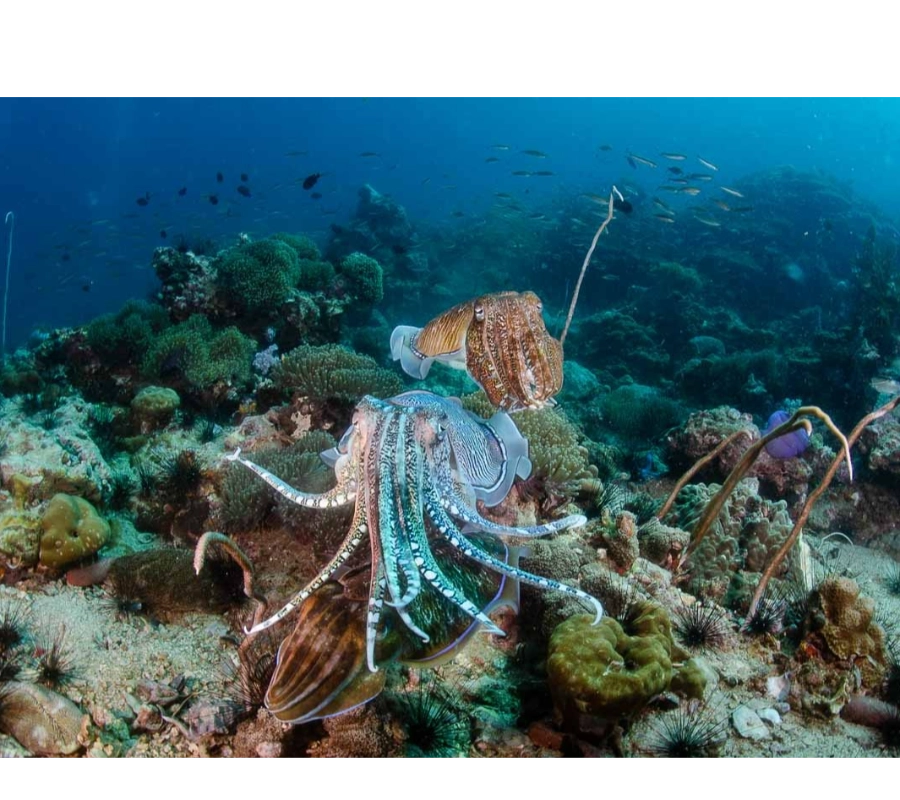 Phuket/Tayland Dalış Turu 2026