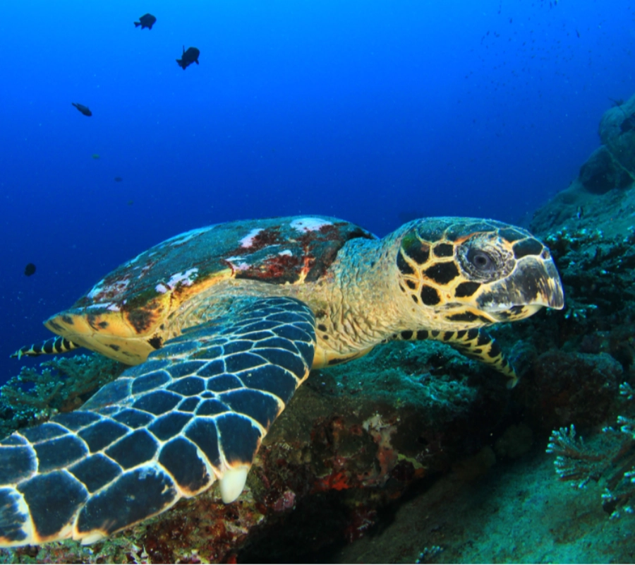 Coiba/Panama Dalış ve Kültür Turu