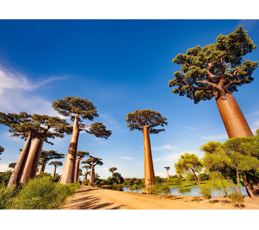 Madagaskar Dalış Turu 2027