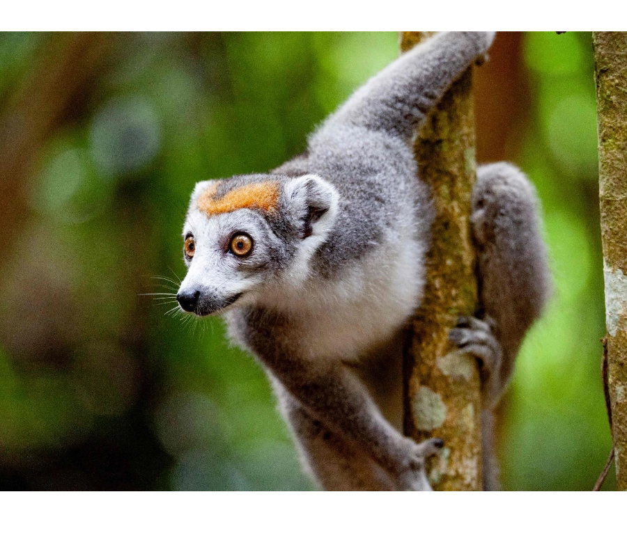 Madagascar Diving Tour 2027