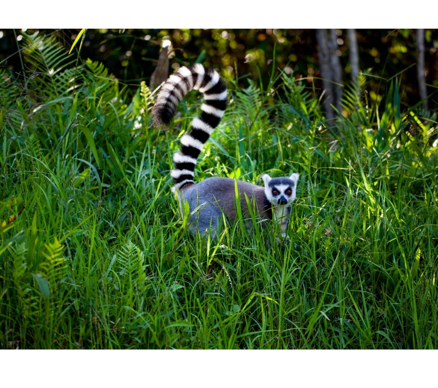Madagaskar Dalış Turu 2027