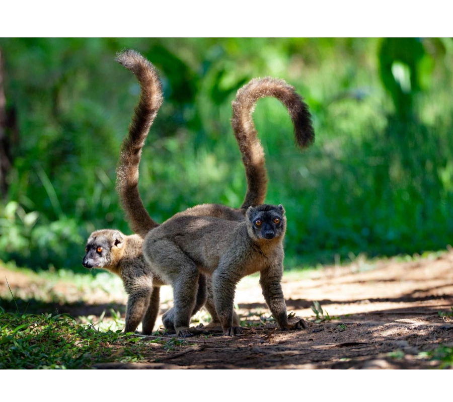 Madagaskar Dalış Turu 2027