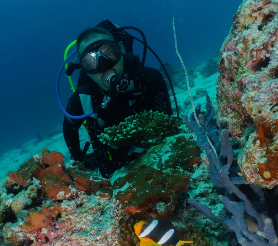 Güney Maldivler Tiger Shark Dalış Turu