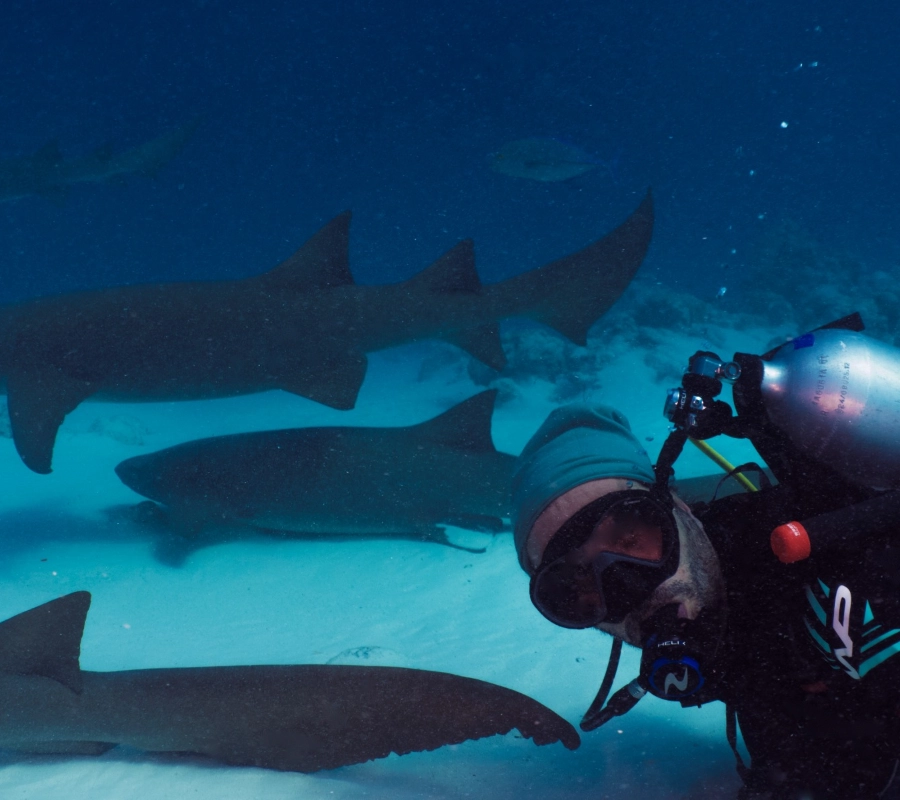 Güney Maldivler Tiger Shark Dalış Turu