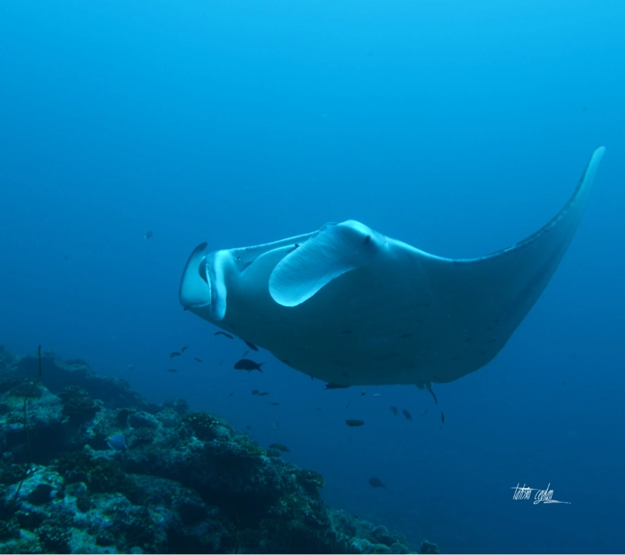 Maldives Diving Tour