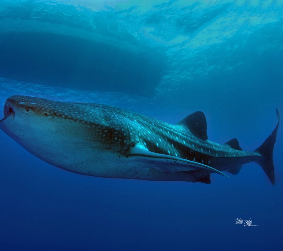 Maldives Diving Tour