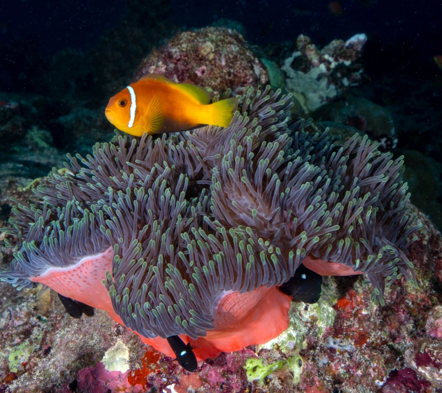 Maldives Diving Tour