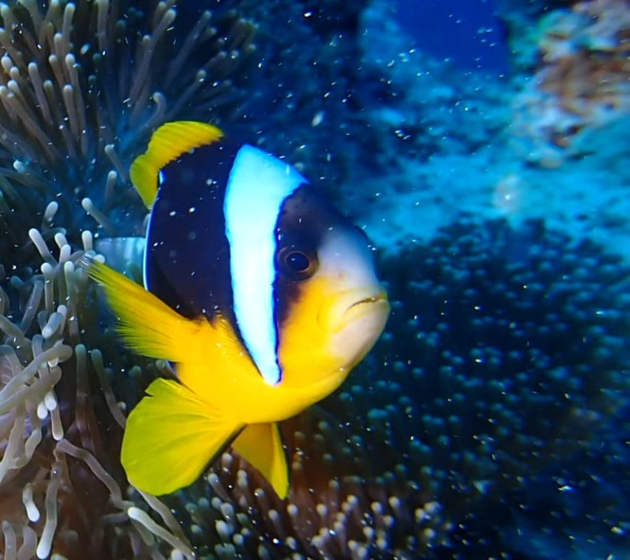 Zanzibar Dalış ve Kültür Turu