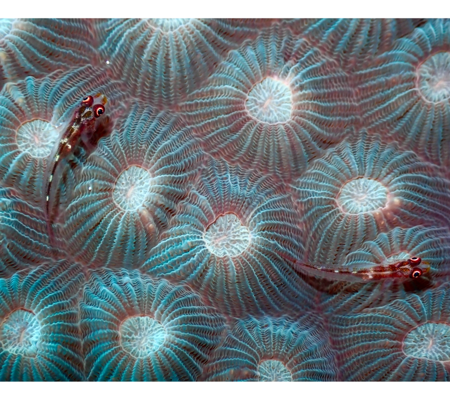 Pemba Island, Tanzania Diving and Cultural Tour