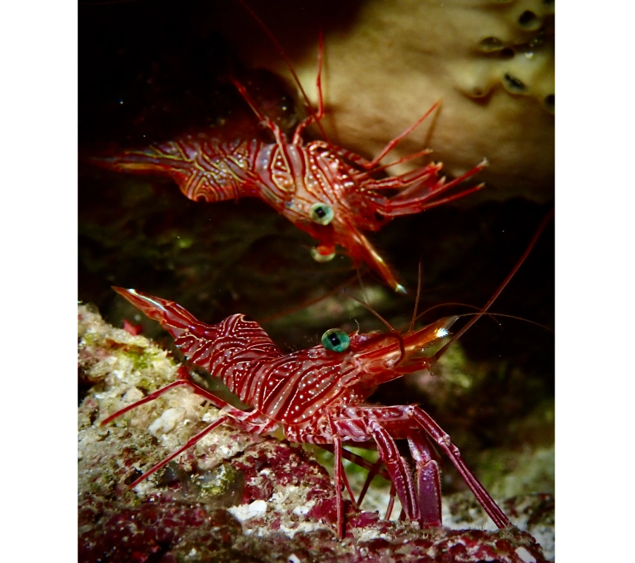 Pemba Island, Tanzania Diving and Cultural Tour