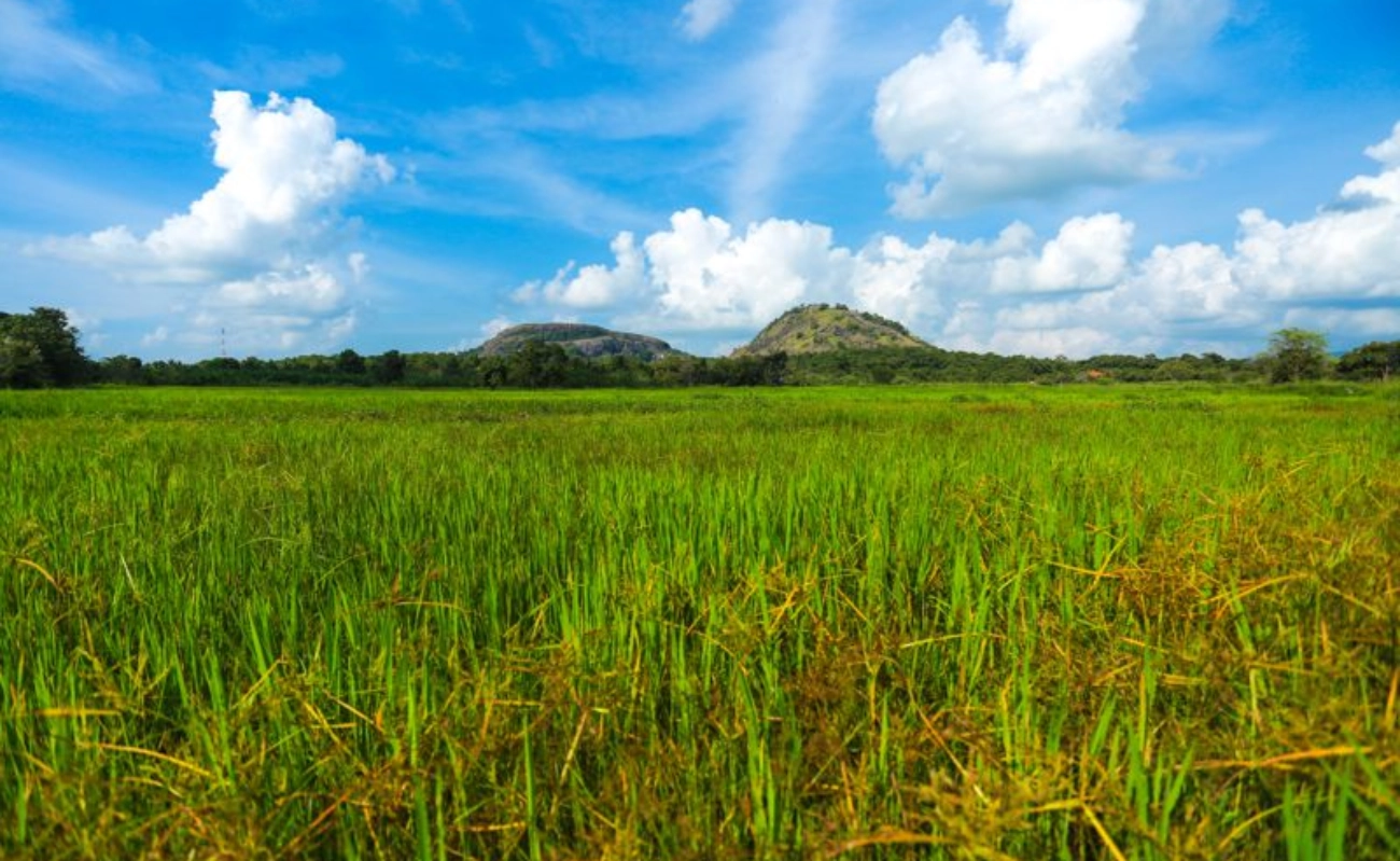 Moto - Sri Lanka Kültür Turu