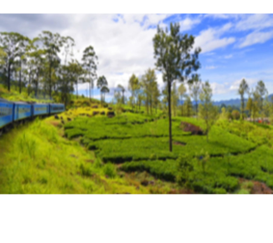 Moto - Sri Lanka Kültür Turu
