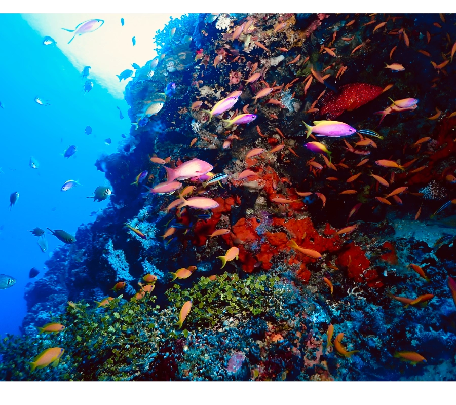 Pemba Adası/Tanzanya Dalış ve Kültür Turu
