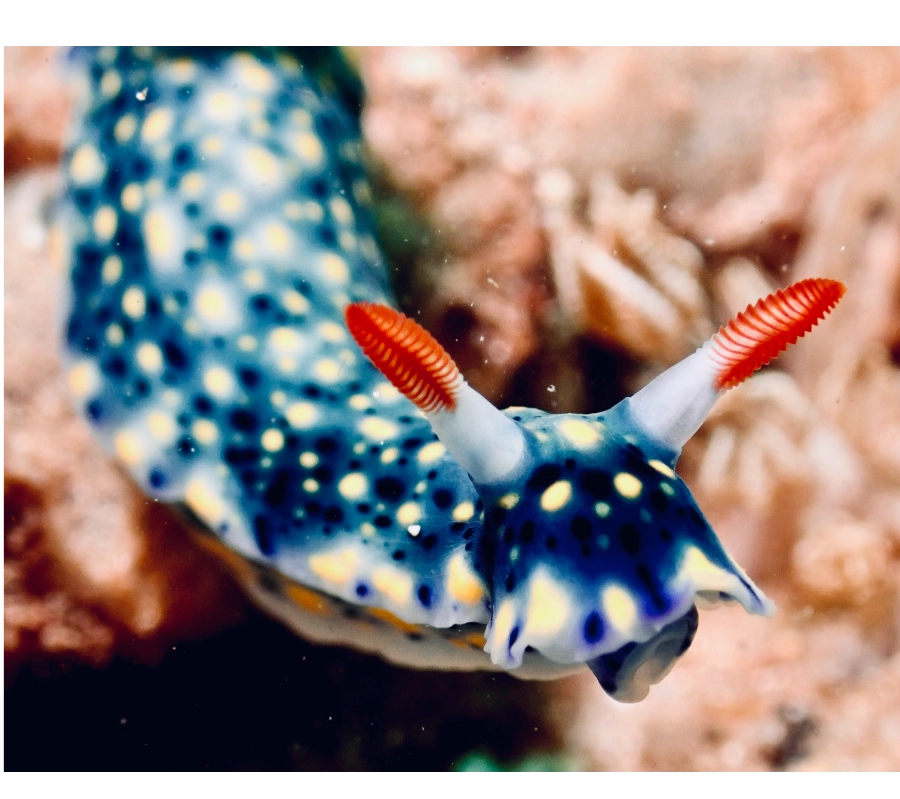 Pemba Adası/Tanzanya Dalış ve Kültür Turu