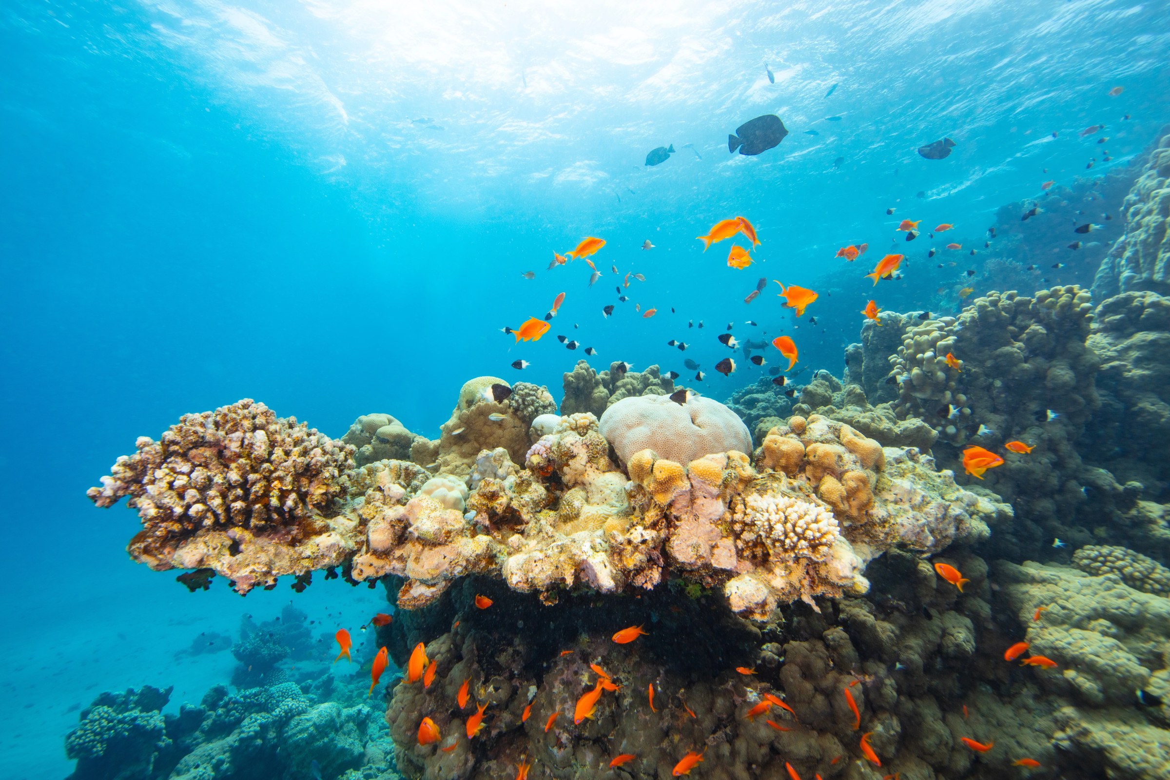 Red Sea Guide