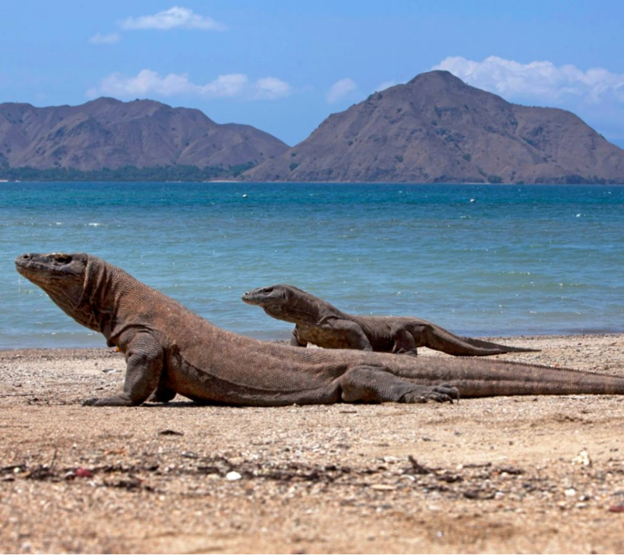Komodo, Indonesia Diving and Cultural Tour