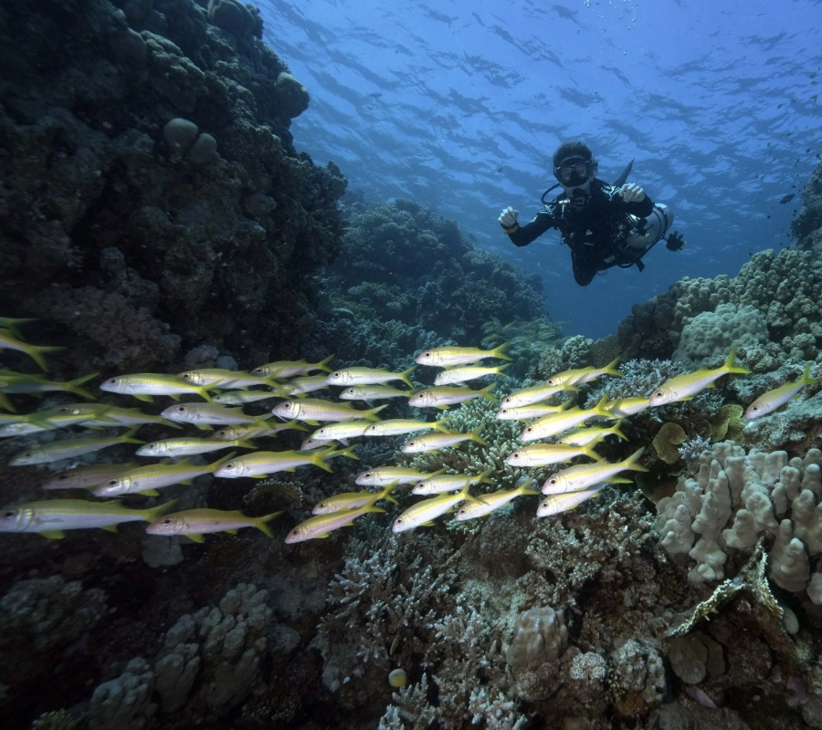 BDE Red Sea Diving Tour