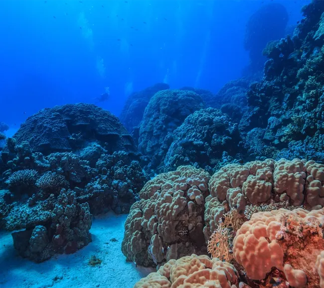 Filipinler Moalboal Dalış Turu