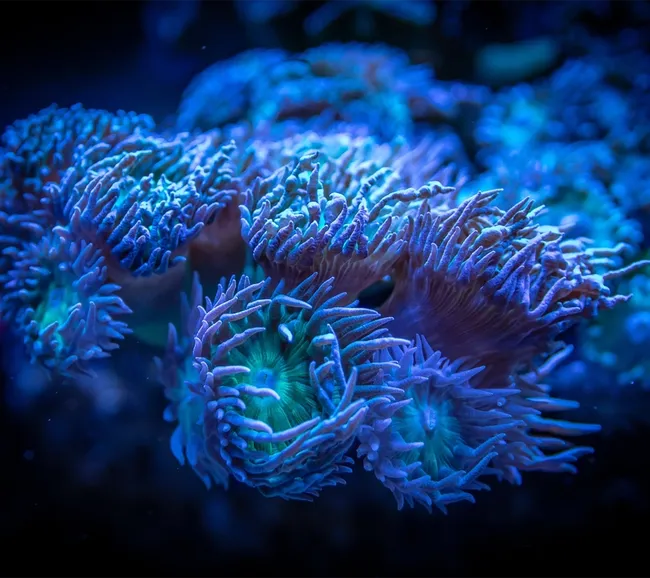 Brothers - Ras Muhammed - S.S Thistlegorm Dalış Turu