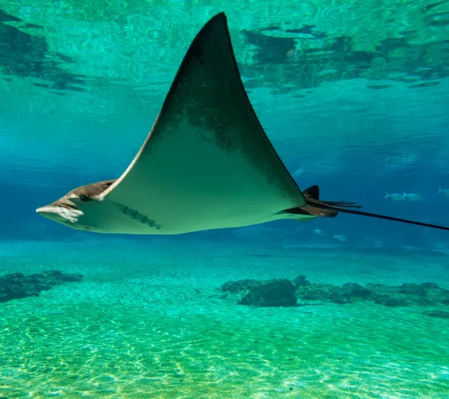 Sharm El Sheikh Dalış Turu
