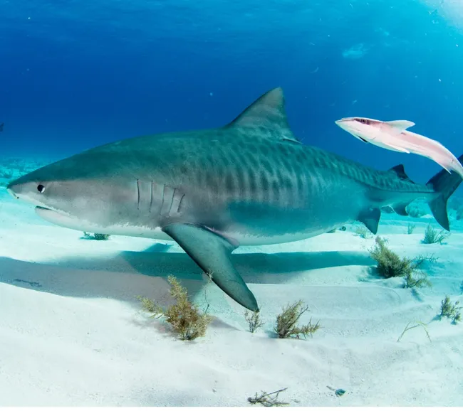 Güney Maldivler Tiger Shark Dalış Turu