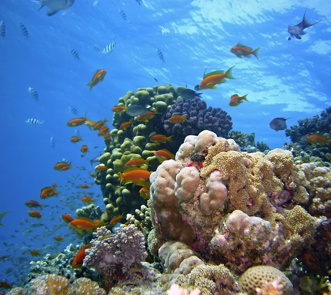 Kızıldeniz Fury Shoal Dalış Turu