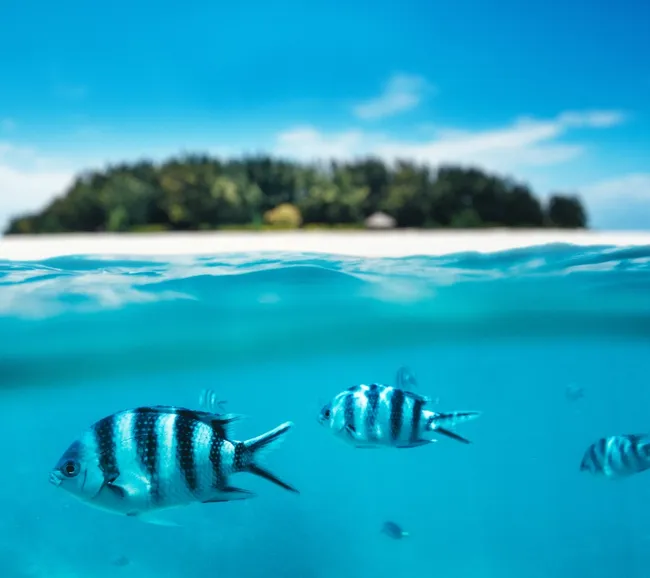 Zanzibar (Sömestr 1) Dalış ve Kültür Turu