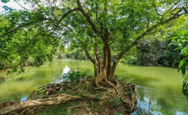 Sri Lanka Kolombo Kültür Turu