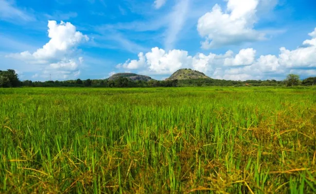 Sri Lanka Kolombo Kültür Turu