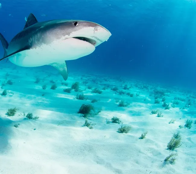 Güney Maldivler Tiger Shark Dalış Turu