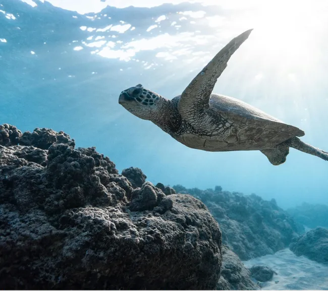 DIMANIYAT & FAHAL ADASI DALIŞ TURU