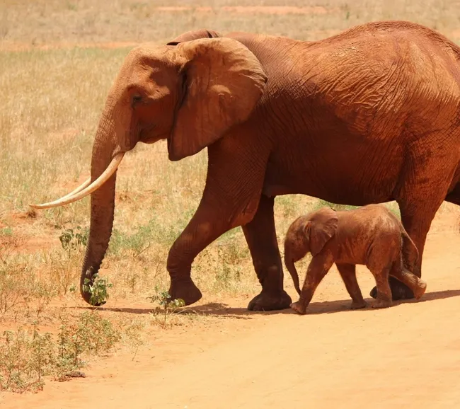 Kenya Dalış & Safari Turu