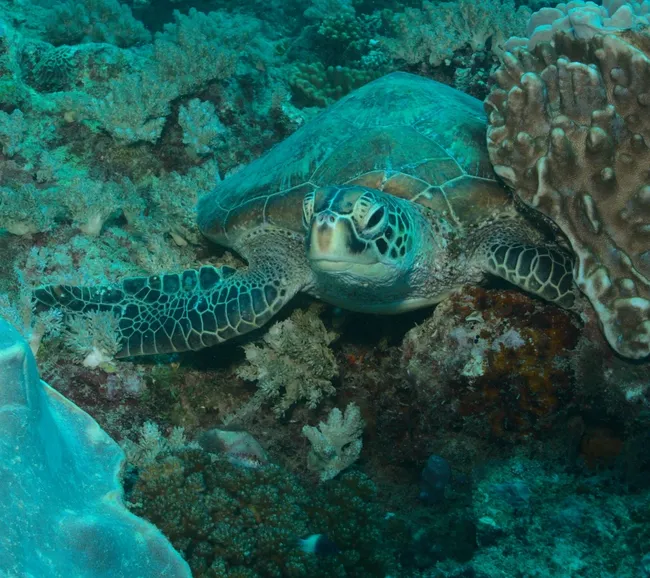 Kenya Dalış & Safari Turu