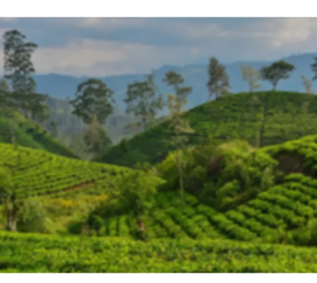 Sri Lanka Kültür Turu