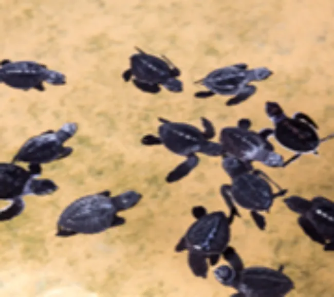 Sri Lanka Kültür Turu