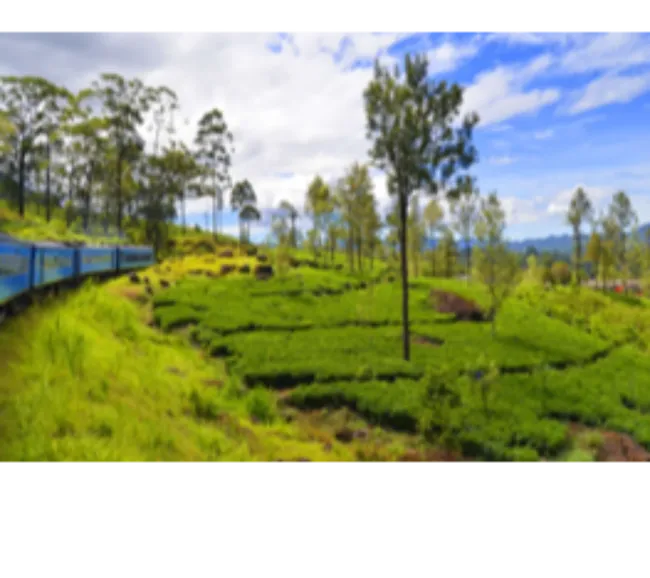 Sri Lanka Kültür Turu