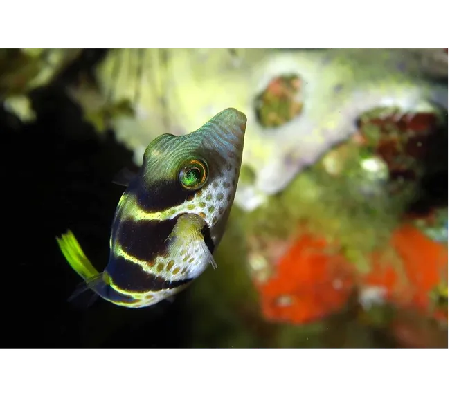 NEGROS FİLİPİNLER DALIŞ TURU 2