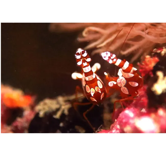 NEGROS FİLİPİNLER DALIŞ TURU 2