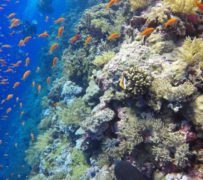 Kızıldeniz Bde Dalış Turu