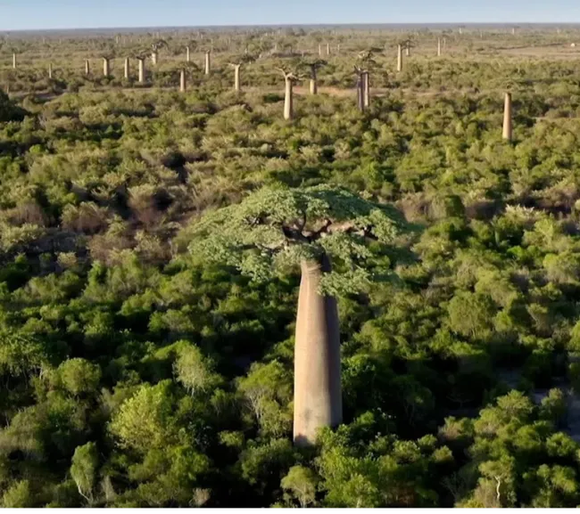 Madagaskar Dalış Turu