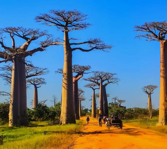 Madagaskar Dalış Turu