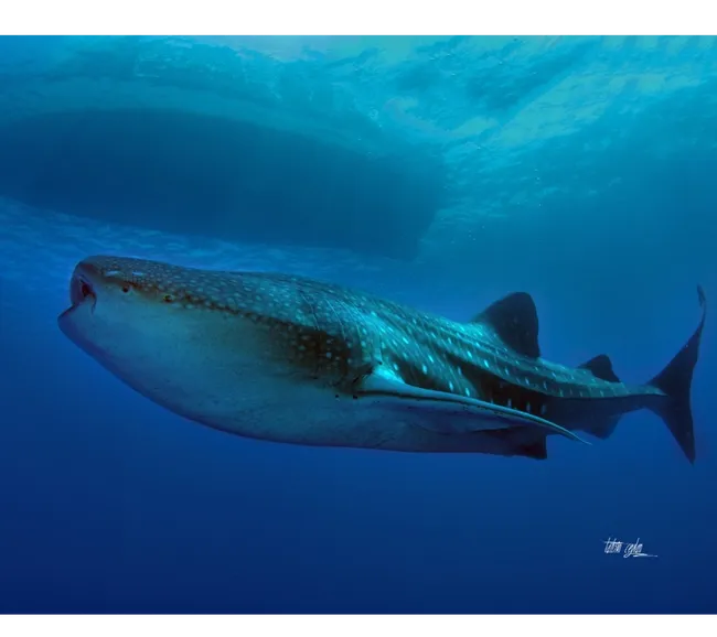 Güney Maldivler Tiger Shark Dalış Turu