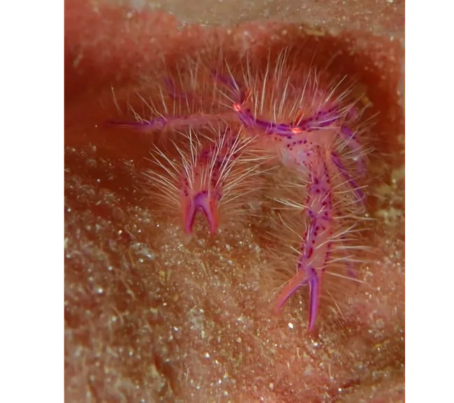 Filipinler Moalboal Dalış Turu