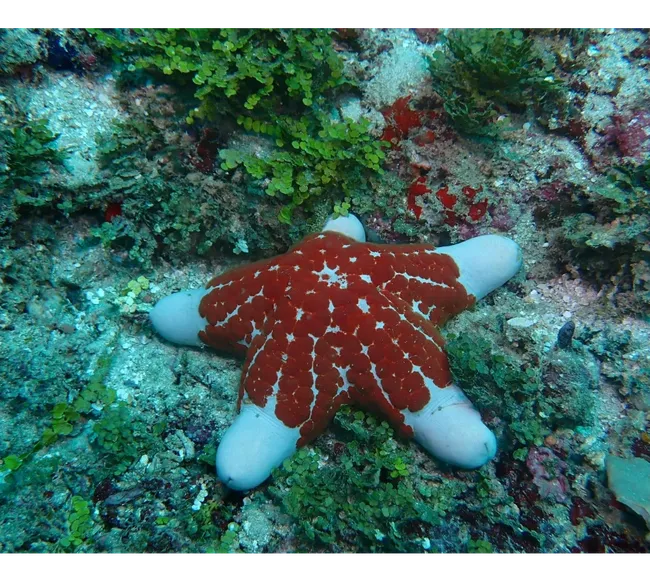 Kenya Dalış & Safari Turu