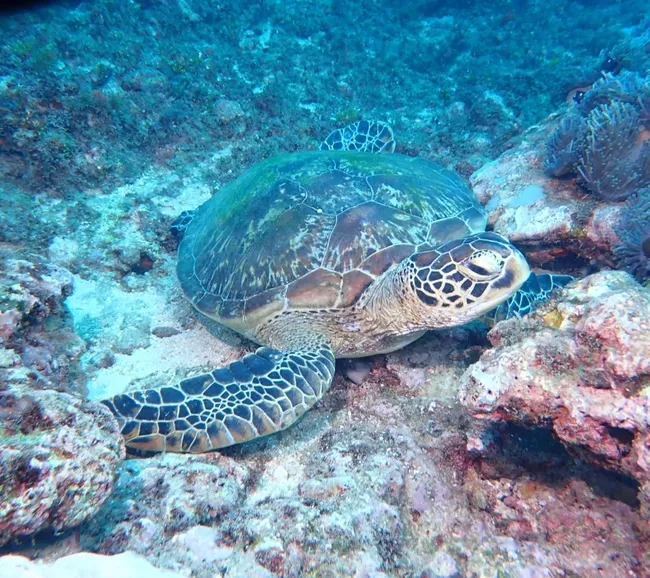 Kenya Dalış & Safari Turu