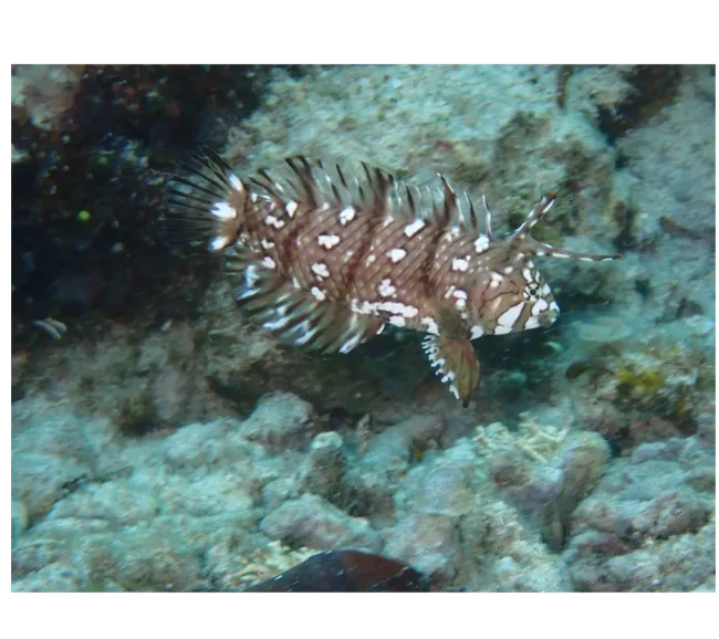 Filipinler Moalboal Dalış Turu 2