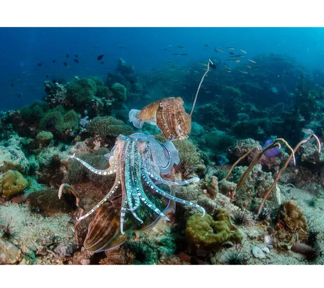 PHUKET DALIŞ TURU
