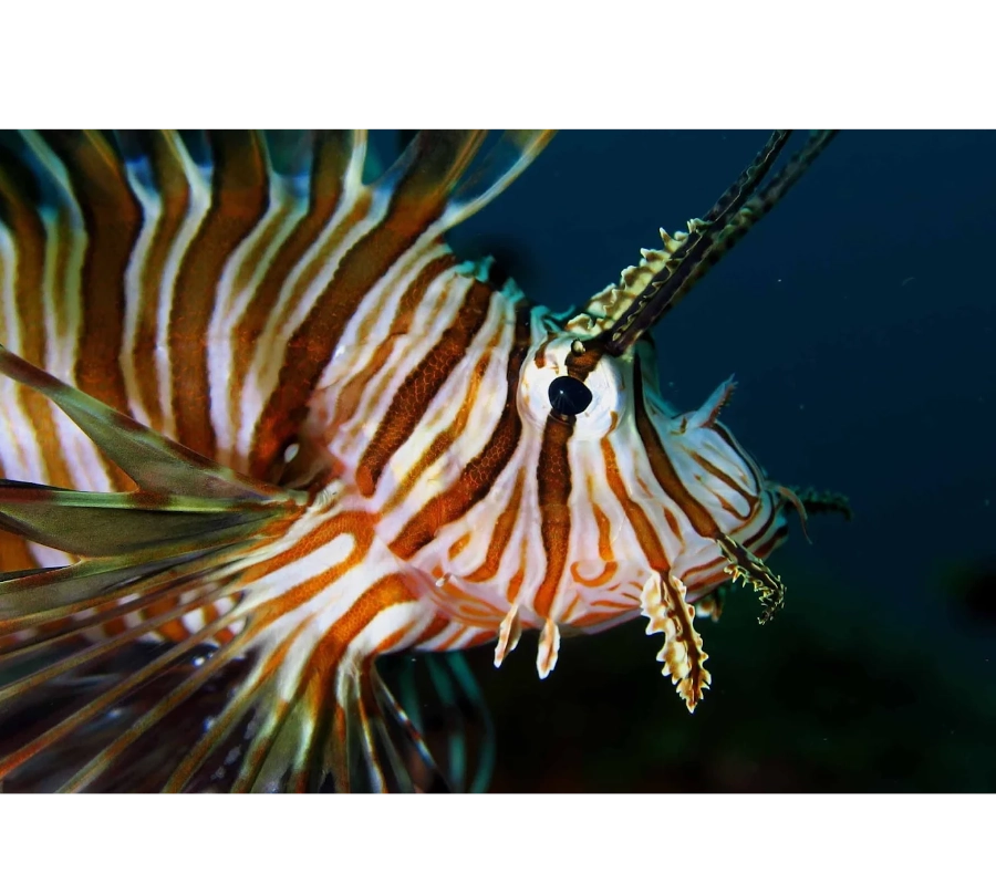 NEGROS FİLİPİNLER DALIŞ TURU 2