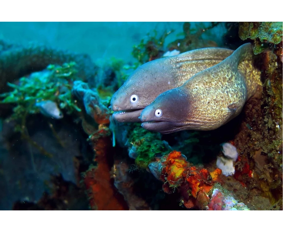 NEGROS FİLİPİNLER DALIŞ TURU 2