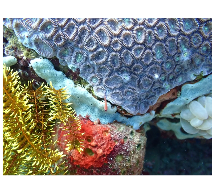 NEGROS FİLİPİNLER DALIŞ TURU 2